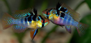 Tropical Fish Care Beginners Guide