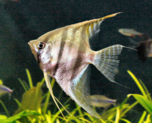 angelfish-cichlids-tropical-fish
