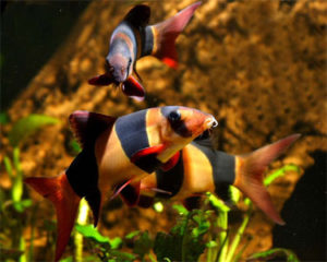 clown-loach-bottom-feeders