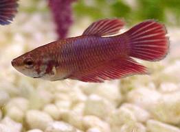 female-betta Exotic Freshwater Tropical Fish