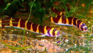 freshwater-tropical-fish-profiles-bottom-feeders