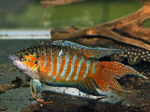 Paradise Fish Cichlids Tropical Fish