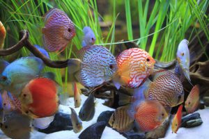 cichlids-tropical-fish
