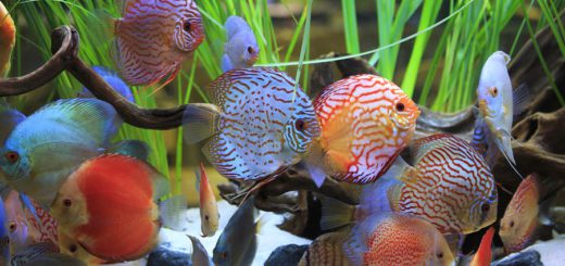 cichlids-tropical-fish