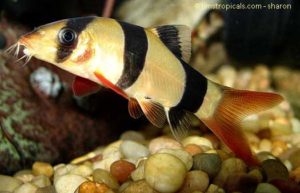 clown-loach