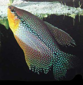 pearl-gourami