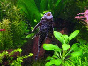 pleco-algae-eater