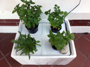 Basic Hydroponics System with Herbs